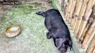 Update my pig farm