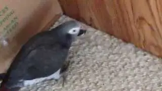 Ethel Timneh African Grey Parrot Fraying/Scratching  Our Carpet