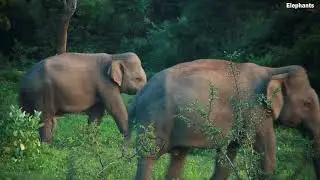 Elephant wandering in the afternoon   Elephant soul