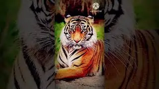 INDIA Status#status#india#mandir #viral#trending#shorts #editing#WbPanda