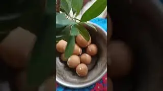 How to grow (chiku) sapota tree on terrace garden #sapota #terracegarden