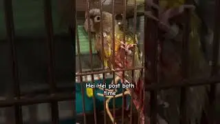 Soggy Bird Tells Me I’m Ugly and then Leaves