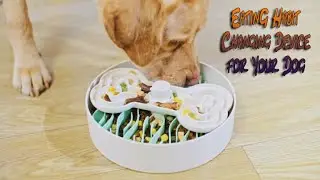 Puzzle Feeder For Dogs | Kickstarter | Dev Ai