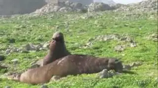 Northern Elephant Seal Fight on Southeast Farallon Island
