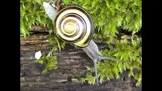 Hain-B&auml;nderschnecke (Cepaea nemoralis). brown lipped snail. Ein Video von KLAUS TAUX