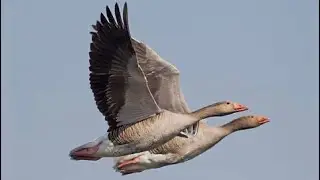Waterfowl | Graylage goose migration and habitats