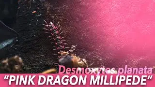 Pink Dragon Millipede - Desmoxytes planata