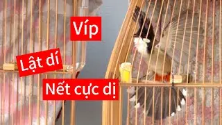 CB v&iacute;p lật d&iacute; đ&aacute; vanh cực hay, nết đấu trường nhiều ae tim. Chao mao chơi r&ecirc; xo&egrave; ch&eacute; cực đ&atilde;