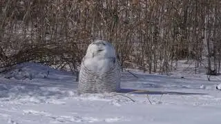 North American Snowy Owl goes on alert for a moment after waiting and watching in the snow
