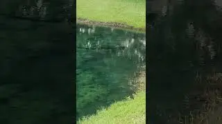 GIANT GATOR FOUND IN TINY LAKE #fishing #miami #lures #clearwater #fish #gator #alligator #
