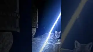 ЛИСА В ЦЕНТРЕ БРЕСТА