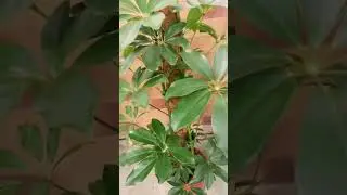 Secret‼️ How to make #schefflera bush more thick