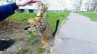 Stray cat on hind legs says thank you for food and love