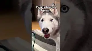 Please help me get 100k views ❤️❤️🐶🐶 #husky #dog