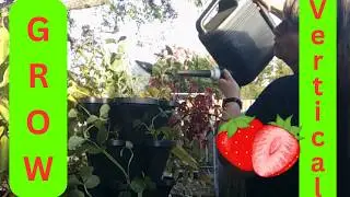 Instant Strawberry Garden! Growing Vertical in a Tower with Companion Planting