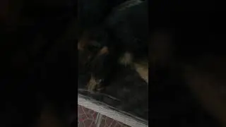 Щенок спит на кресле