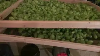 Columbus Hops - Drying