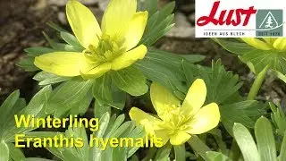 Winterling 🏵️ entzückender Schneeblüher 🏵️ Eranthis hyemalis