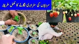 how to grow strawberry plant strawberry report
