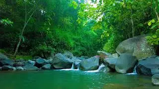 Forest Creek After Thunder &ndash; Fresh White Noise for Renewal & Peace