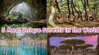 Some of the most unique forests in the world | Amazing and Unusual Forests details | Varenyam Family