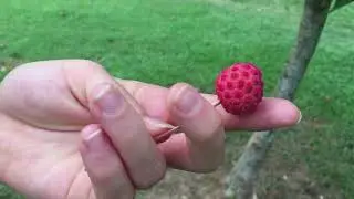 Kousa/Japanese Dogwood Trees Have Edible Fruit! New Project