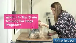 Brain Training For Dogs Book Review - Worth Trying?