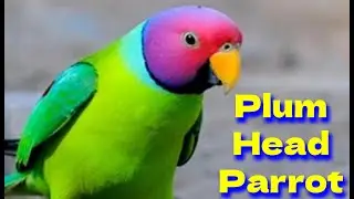 Plum head parrots farming nepali parrots - Plum headed parrot