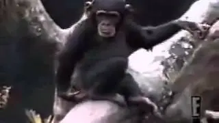 Ape Smells Finger, Falls out of Tree