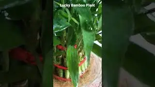Lucky Bamboo Plant at my office