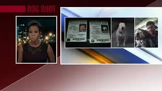 Service dog shot, killed by Okeechobee police