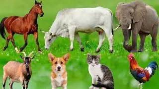 Farm Animal Food: Horses, Cats, Chickens, Ducks, Dogs, Cows, Sheep, Goats, Deer &ndash;Learn About Animals