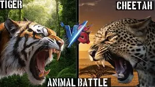 Tiger 🆚 Cheetah 😱 | Coffin Dance Animal battle