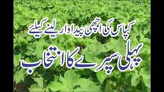 Control of Tela (Amrasca biguttula) and Thrips (Thysanoptera) in Cotton at first spray.