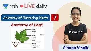 CBSE Class 11: Anatomy Of Flowering Plants L7 | Biology | Unacademy Class 11 & 12 | Simran Ma'am