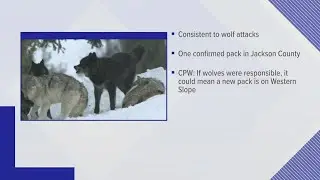 18 calves found dead so far on Western Slope, investigated as possible wolf kills