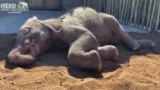 An Albino Baby Elephant's Afternoon Siesta! - Khanyisa resting playfully in the sand and sun