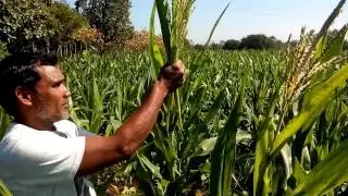 Hybrid maize seed production by Farmer Devendra 9424456023