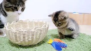 Daddy cat Coco stole daughter's toys twice...