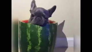 It's National Watermelon Day! So here's a french bulldog eating watermelon😂🍉