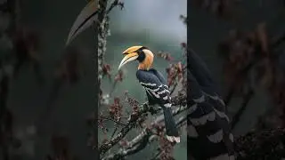 Hornbill bird 🐦 | Jungle Ambient Sounds | Peaceful Forest Shorts