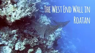 Playful Eagle Rays Diving the West End Wall in Roatan, Honduras - 4K