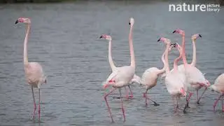 Greater flamingos performing courtship display, Camargue, France