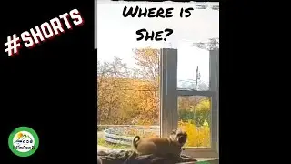 PUGGLE EXCITED TO SEE ME UNCONDITIONAL LOVE - #SHORT