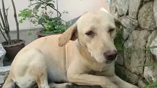 dogs FULL HD