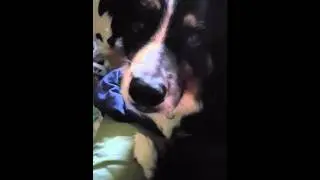 Dogs eating apple slices