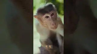 Bored monkey🐒 #shorts #monkey #monkeybaby #monkeyshort #monkeyvideo #viral #virall #monkeybox #bored