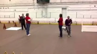 Open A AKC obedience