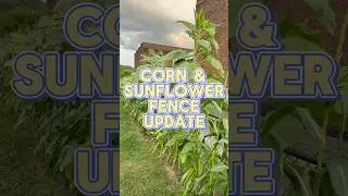 Corn & sunflower fence update!#garden #gardening #corn #sunflower #sunflowerfence