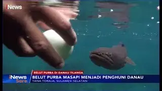 Beginilah Wujud Belut Purba Masapi di Danau Tilanga, Tana Toraja - iNews Sore 14/12
